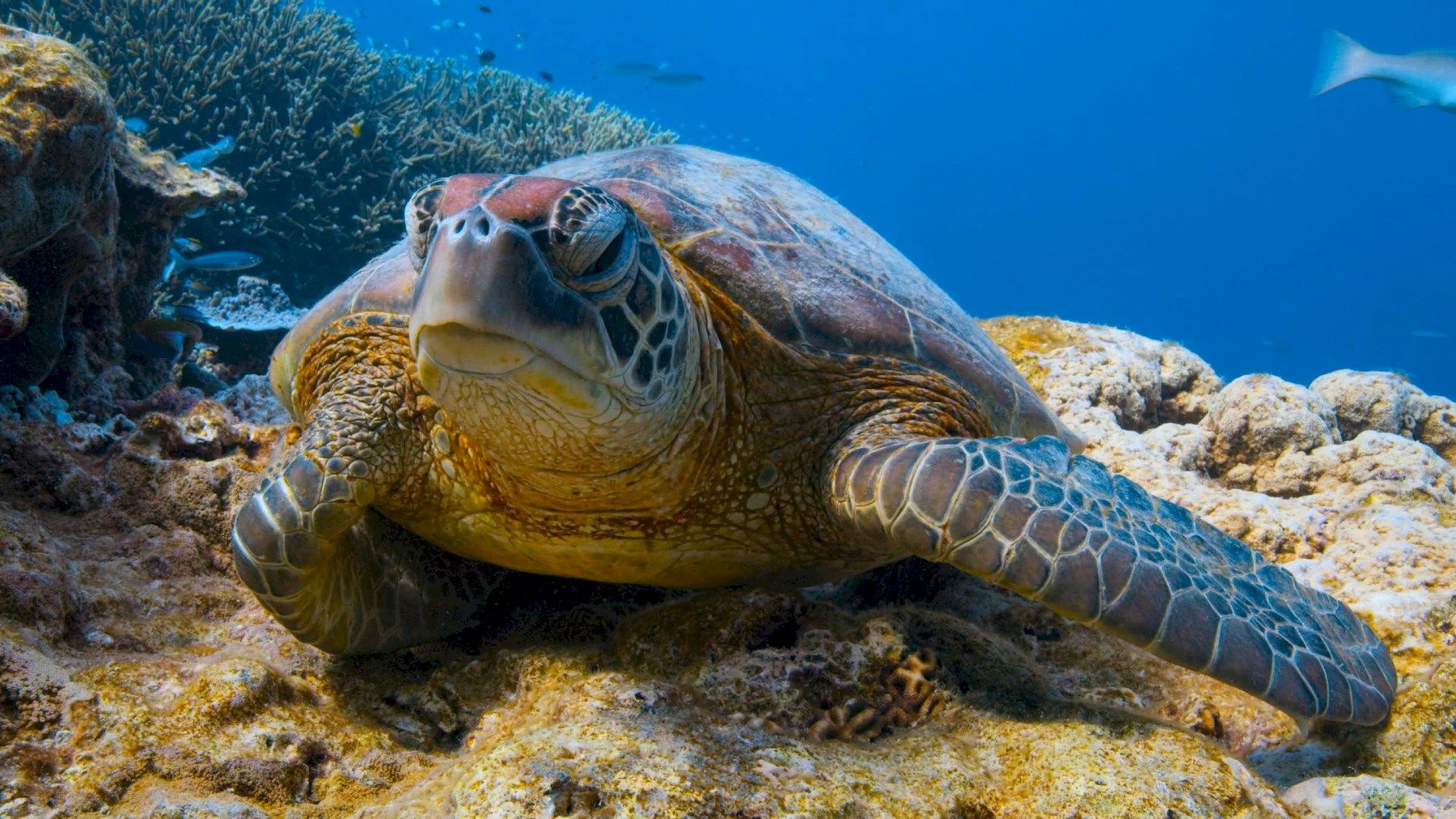 Green sea turtle swimming above a coral reef