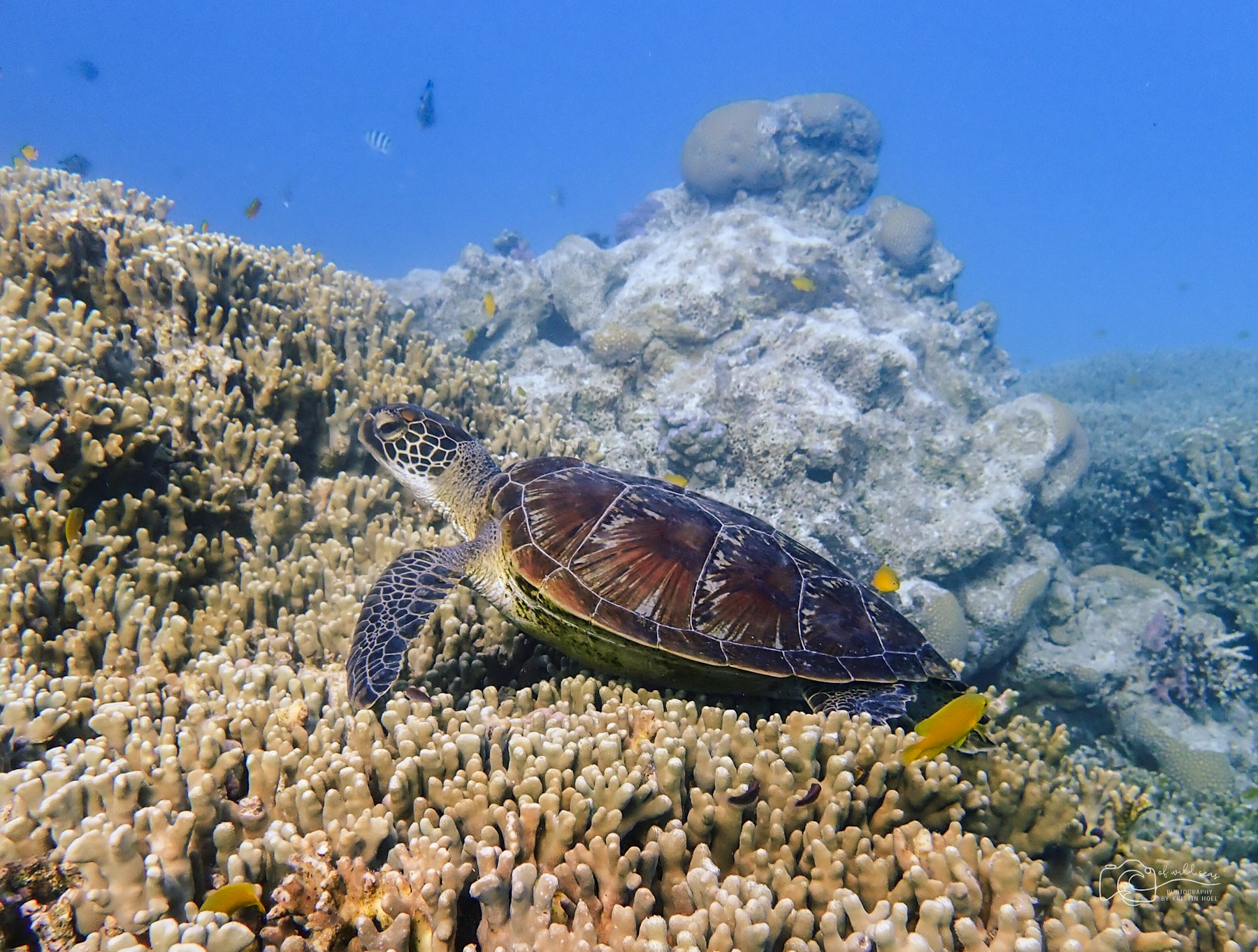 Sea turtle on Australia’s Great Barrier Reef